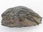 Planohybodus grossiconus cartilage Fossile du jurassique Boulonnais